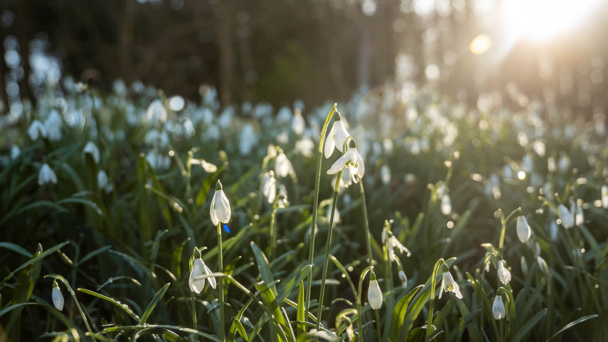 pet friendly pub boston white hart scaled